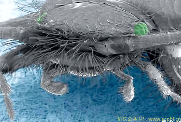 蠹虫 电子显微照片