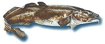 淡水鳕（burbot）