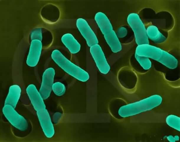 超级细菌 NDM-1