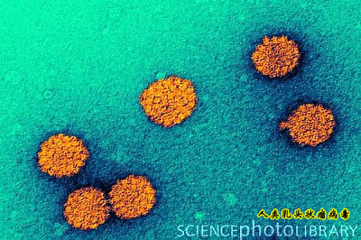 人类乳头状瘤病毒 Human papillomavirus，HPV