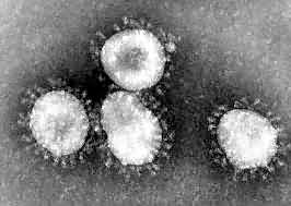 新型冠状病毒A
