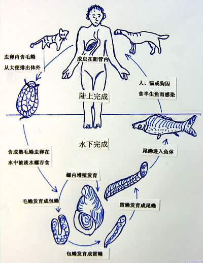 肝吸虫传播途径