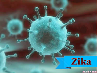 Zika virus 寨卡病毒
