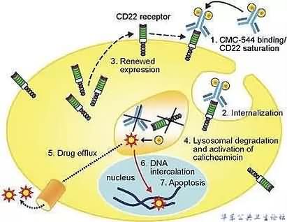 Inotuzumab ozogamicin（CMC-544）