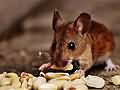 研究表明：每天增加禁食时间的小鼠更健康更长寿《合众国际社》