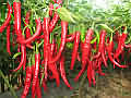 研究表明，吃辣椒可以降低心脏病发作和中风死亡的风险