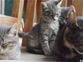 家猫易感新冠病毒 东京大学研究小组提请公众注意