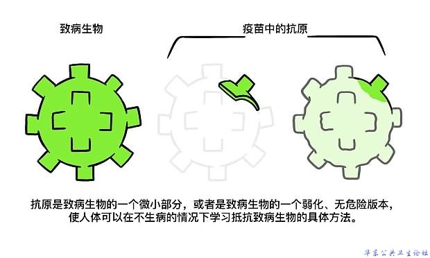 描绘了疫苗中抗原的作用