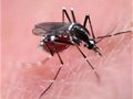 美国首次在佛罗里达群岛释放转基因蚊子