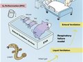 哺乳动物肠内通气改善呼吸衰竭（高关注度原文）